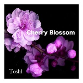 Cherry Blossom / Toshl