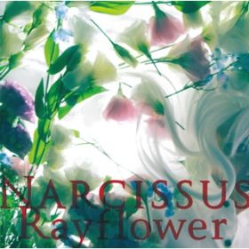 Ao - Narcissus / Rayflower
