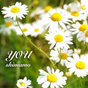 you / shimamo