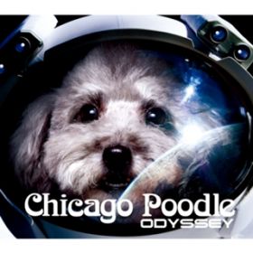 L~[ / Chicago Poodle