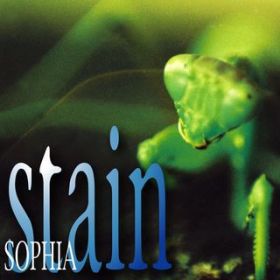 stain / SOPHIA