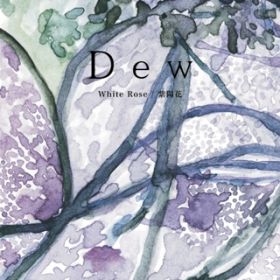 White Rose / Dew