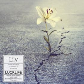 アルバム - Lily / ラックライフ