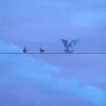Marcus D̋/VO - Bluebird Fly