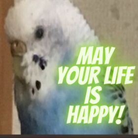 May your life is happy / ToRA