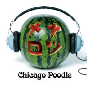 Twinkle Little Stars `~钬` / Chicago Poodle