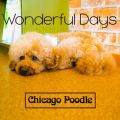 Chicago Poodle̋/VO - Wonderful Days