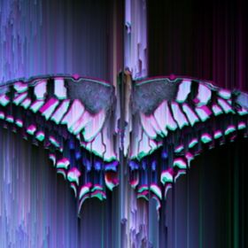Butterfly / Zukkoke05