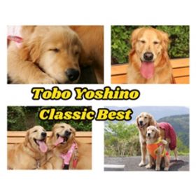 Ao - Tobo Yoshino Classic Best / gƂ