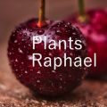 Ao - Plants / Raphael
